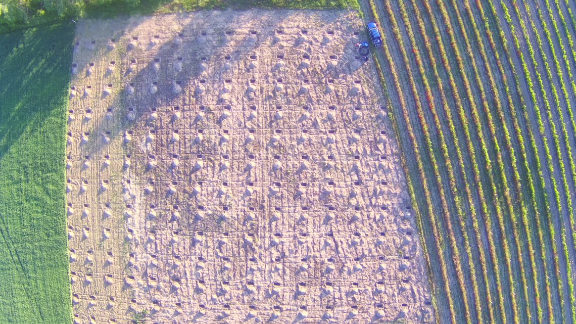 Mehr von der Paulownia Plantage